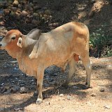 Costa Rica20150410-1945-0094